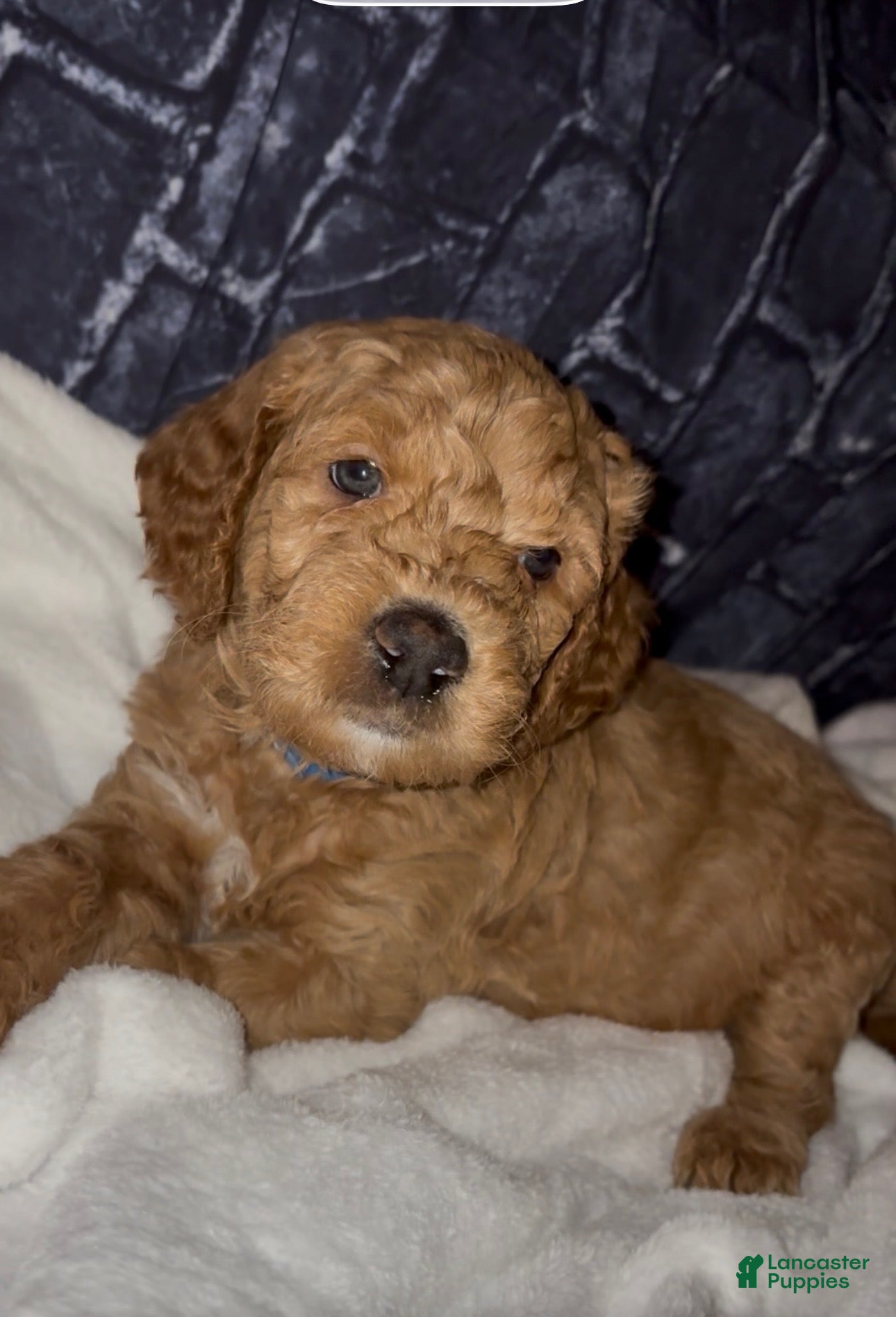 Goldendoodle dogs Roscoe - Ad 2