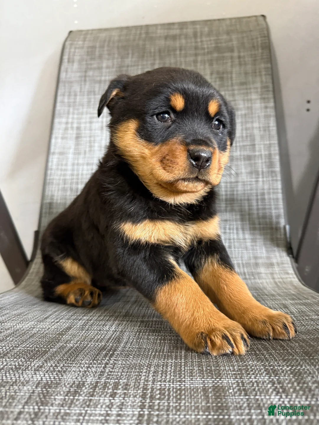 Rottweiler dogs for sale: Lucy - Ad 5