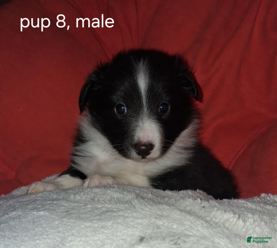 Shetland Sheepdog dogs for sale: Shetland Sheepdog Puppy 6 - Ad 1