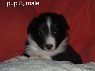 Shetland Sheepdog dogs Shetland Sheepdog Puppy 6 - Ad 5