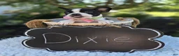 Boston Terrier dogs for sale: Dixie - Ad 4