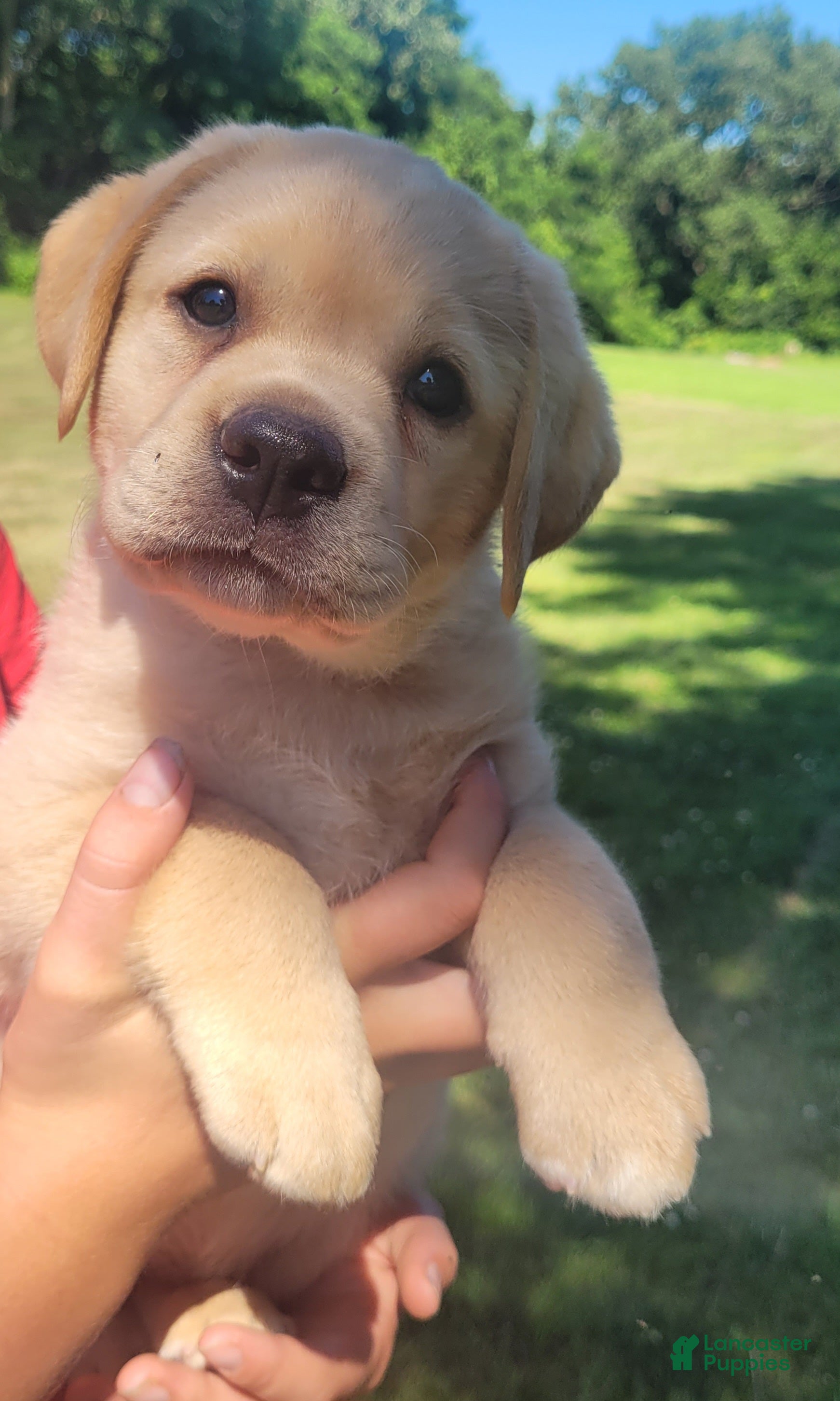 Labrador Retriever dogs Lexi - Ad 1