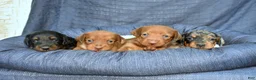 Miniature Dachshund dogs for sale: Espresso  - Ad 7