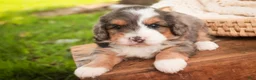 Bernedoodle dogs for sale: Willow Miniature Bernedoodle  - Ad 6