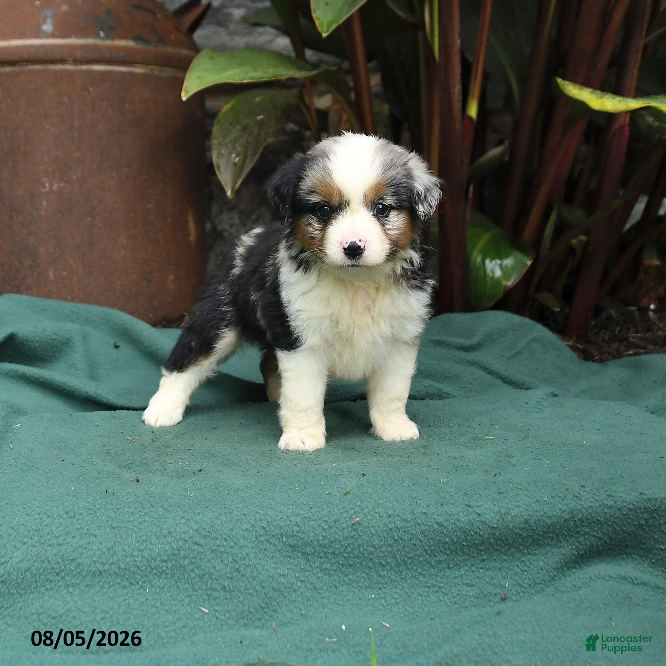 Miniature Australian Shepherd dogs Skye - Ad 1