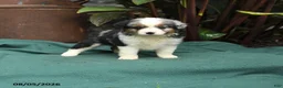 Miniature Australian Shepherd dogs for sale: Skye - Ad 1
