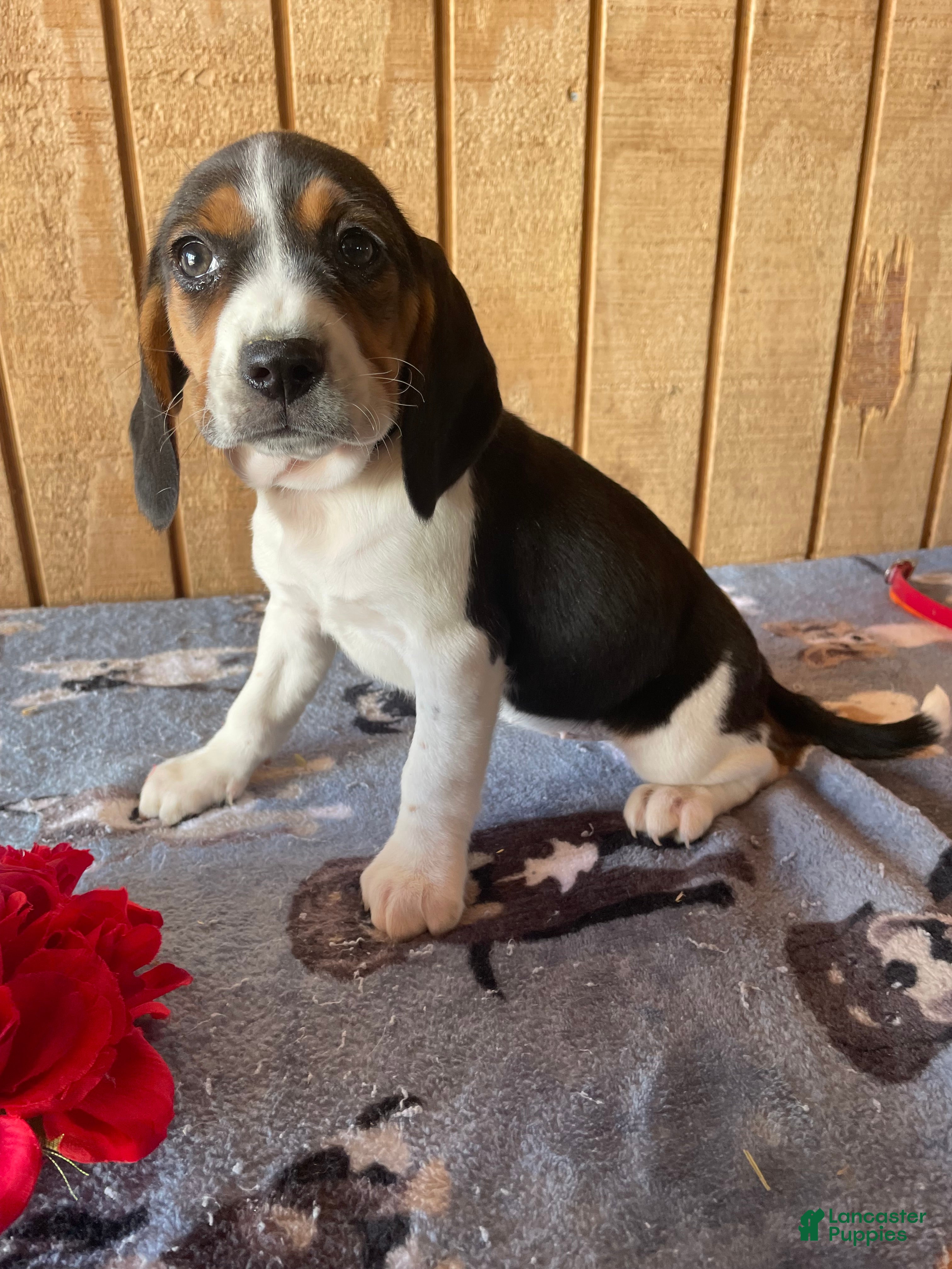 Beagle dogs Rose - Ad 12