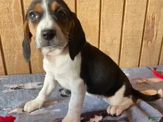 Beagle dogs Rose - Ad 12