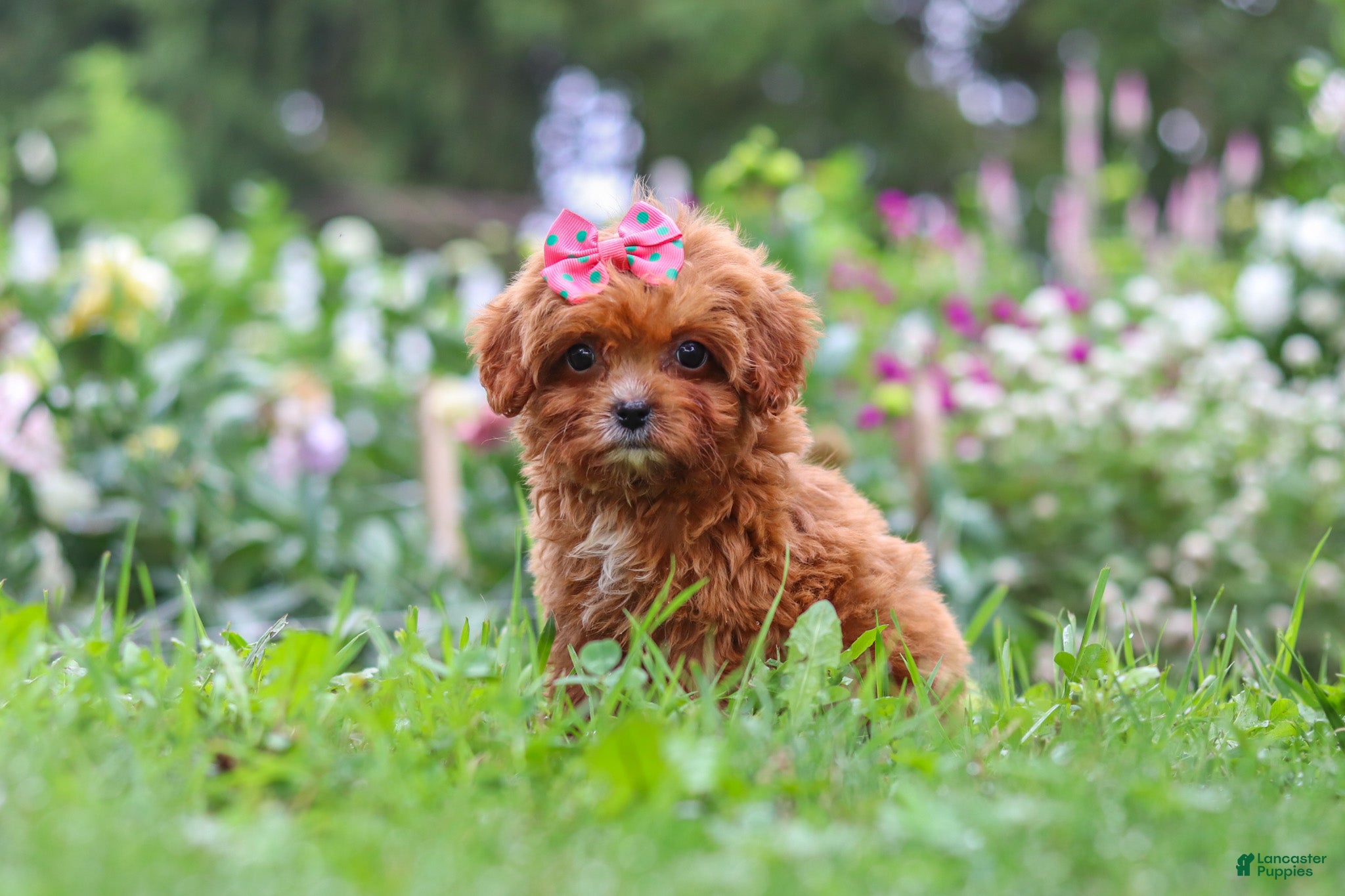Cavapoo dogs Brielle - Ad 2