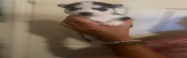 Gerberian Shepsky 6