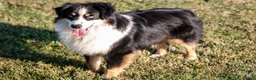 Miniature Australian Shepherd dogs for sale: Alex - Ad 1