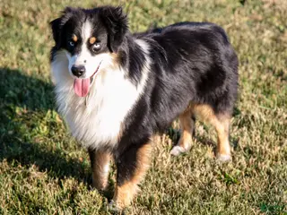 Miniature Australian Shepherd dogs Alex - Ad 4