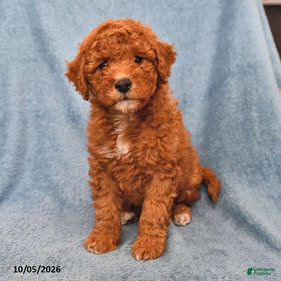 Mini Goldendoodle dogs for sale: Starburst - Ad 3