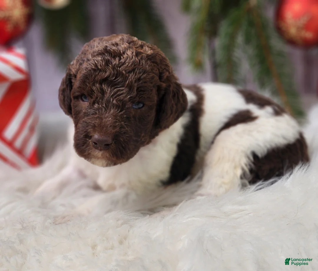 Labradoodle dogs for sale: Diana - F1B - Ad 4