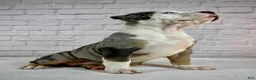 American Bully dogs for sale: XL American Bully Puppy Female - Ad 4