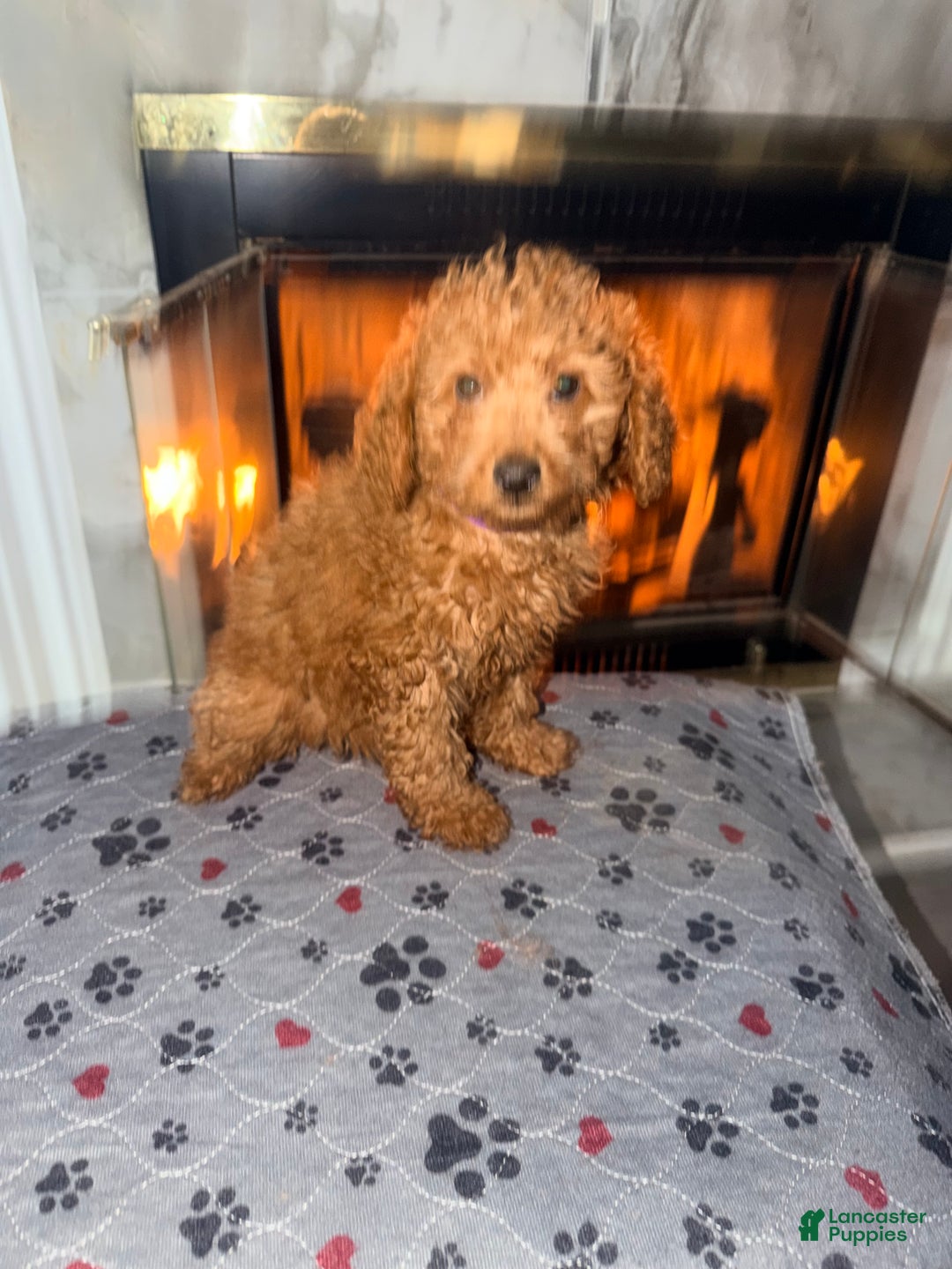 Mini Goldendoodle dogs for sale: Raven - Mini Goldendoodle  - Ad 4