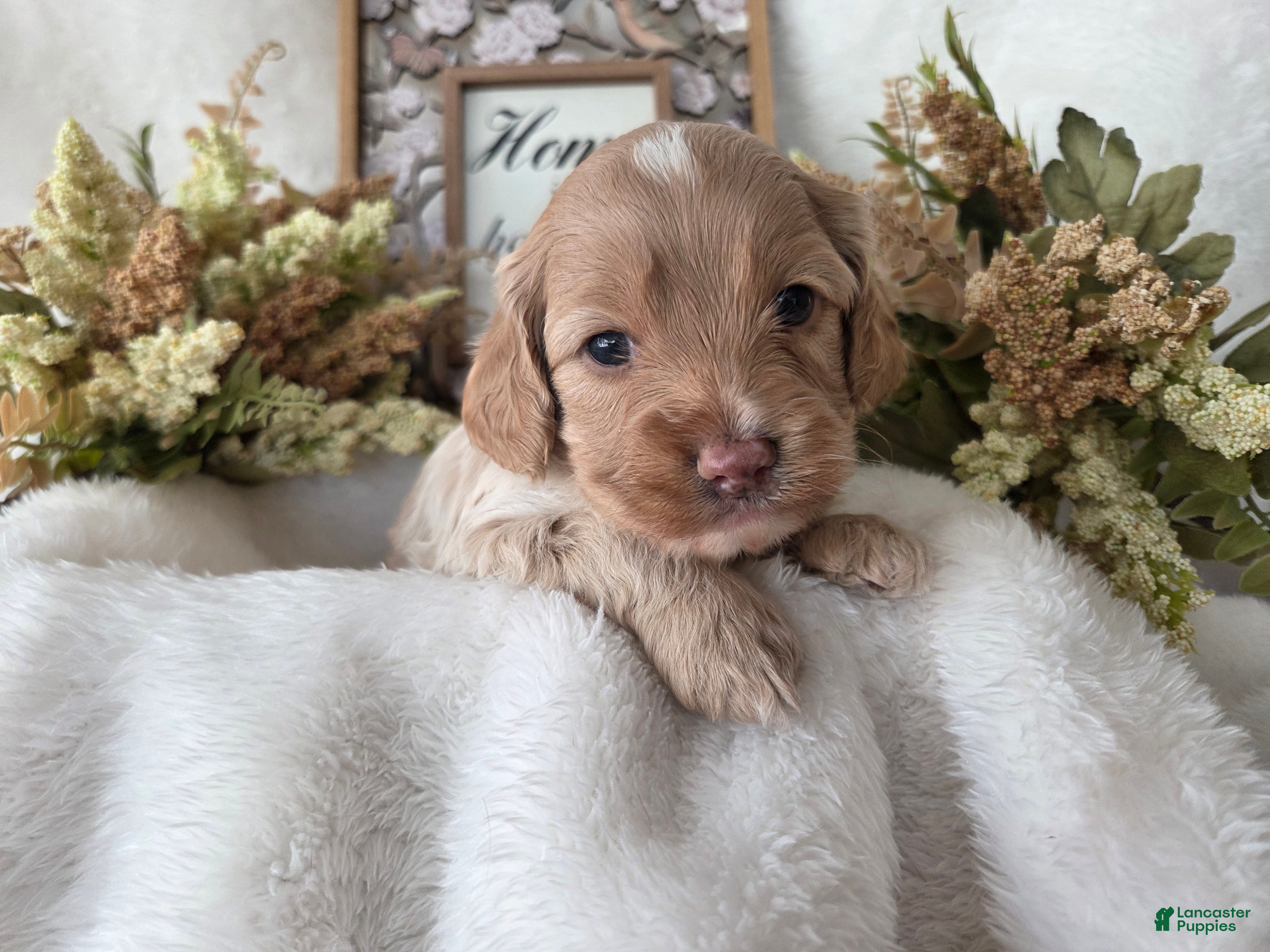 Cockapoo dogs Cockapoo Puppy 1 - Ad 3