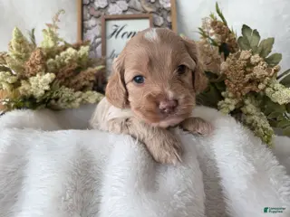 Cockapoo dogs Cockapoo Puppy 1 - Ad 3