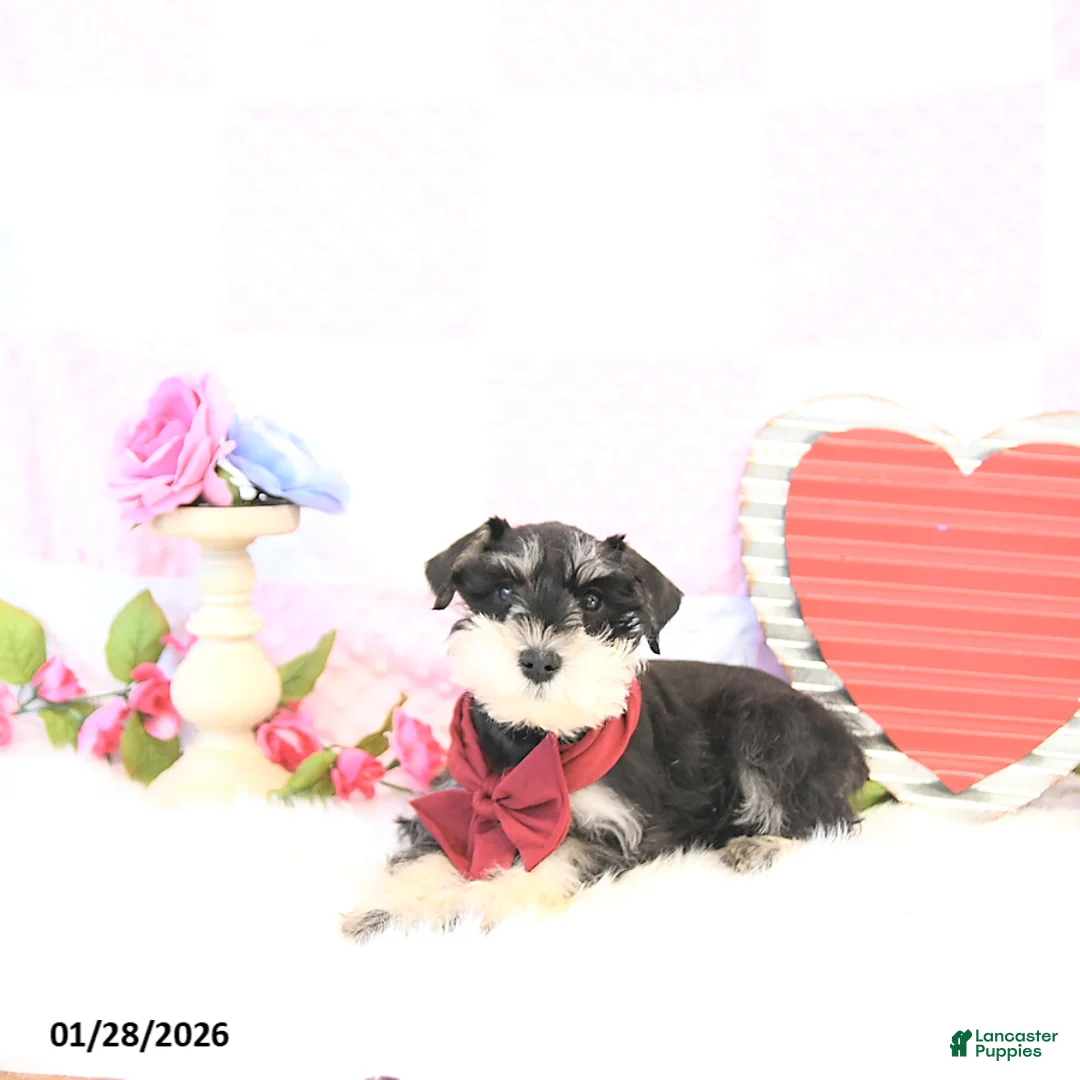 Miniature Schnauzer dogs for sale: Bailey - Ad 2