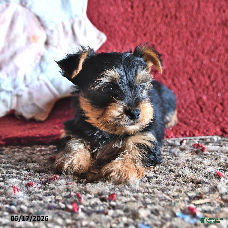 Yorkshire Terrier dogs Larry - Ad 2
