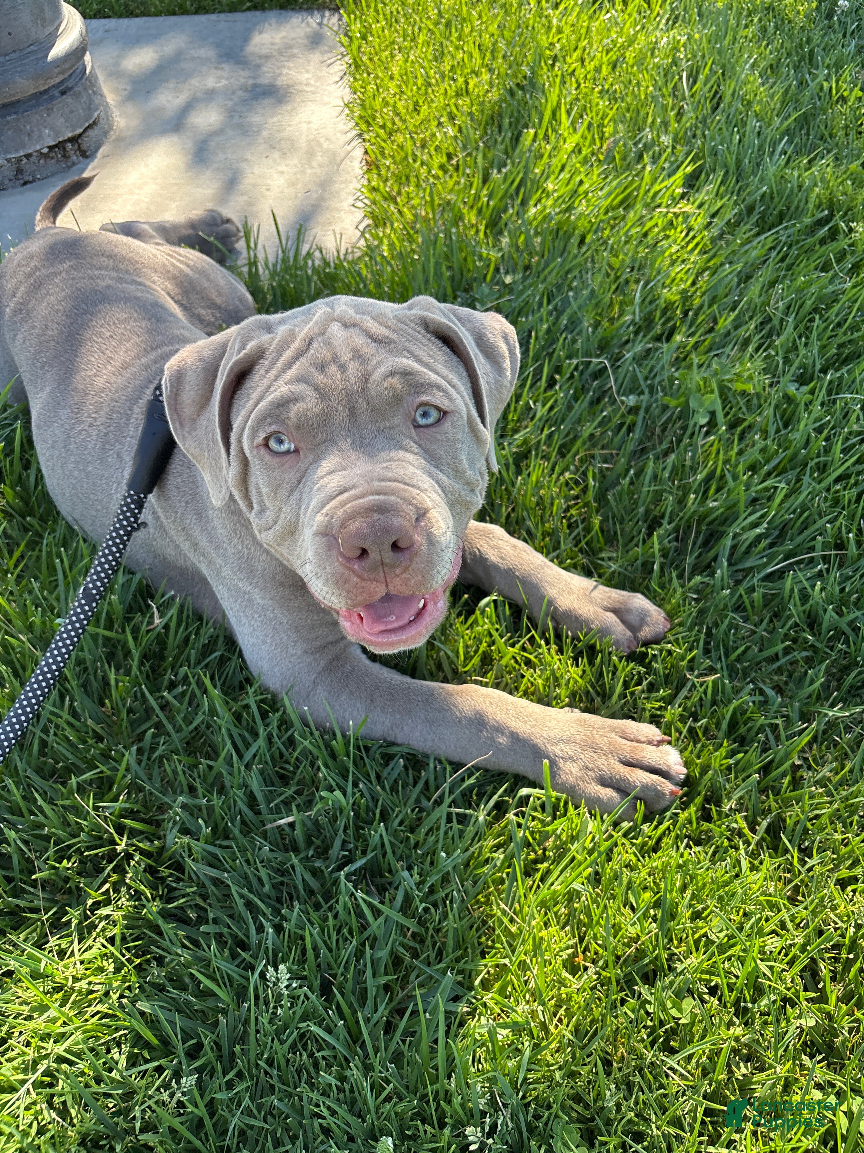 Mixed Breed dogs Leo - Ad 2
