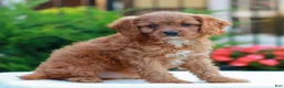 Cavapoo dogs for sale: Hope  - Ad 2