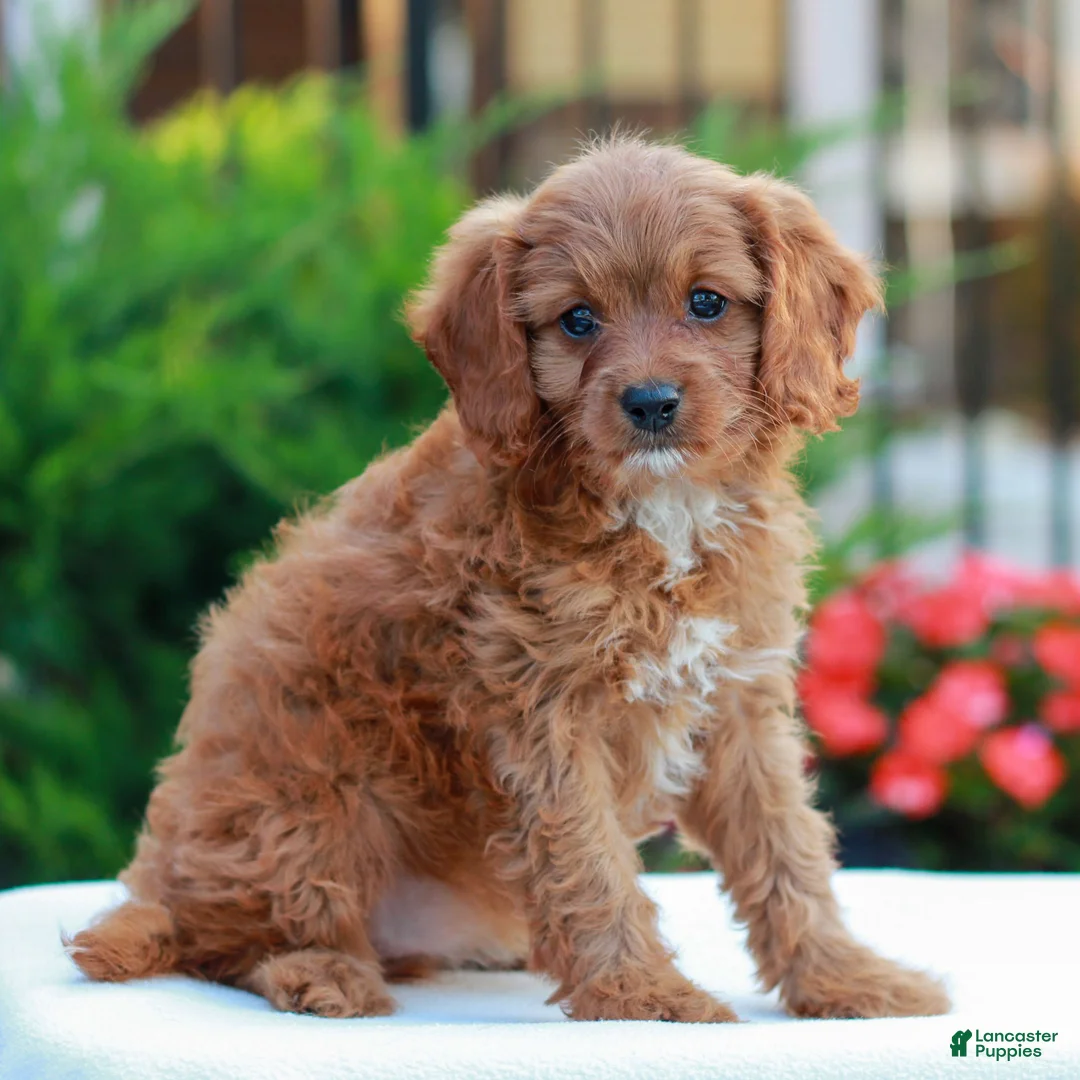 Cavapoo dogs for sale: Hope  - Ad 2