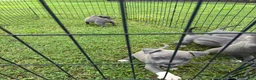 American Pit Bull Terrier dogs for sale: Donatello Versace  - Ad 4