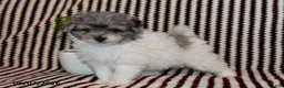 Pomapoo dogs for sale: Mister - Ad 3
