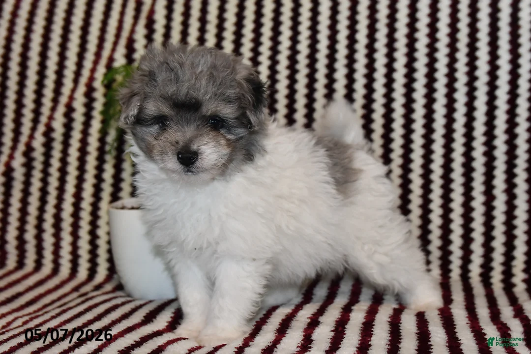 Pomapoo dogs for sale: Mister - Ad 3