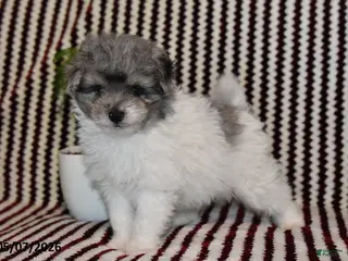 Pomapoo dogs for sale: Mister - Ad 1
