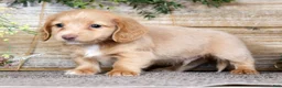 Miniature Dachshund dogs for sale: Leo - Ad 6