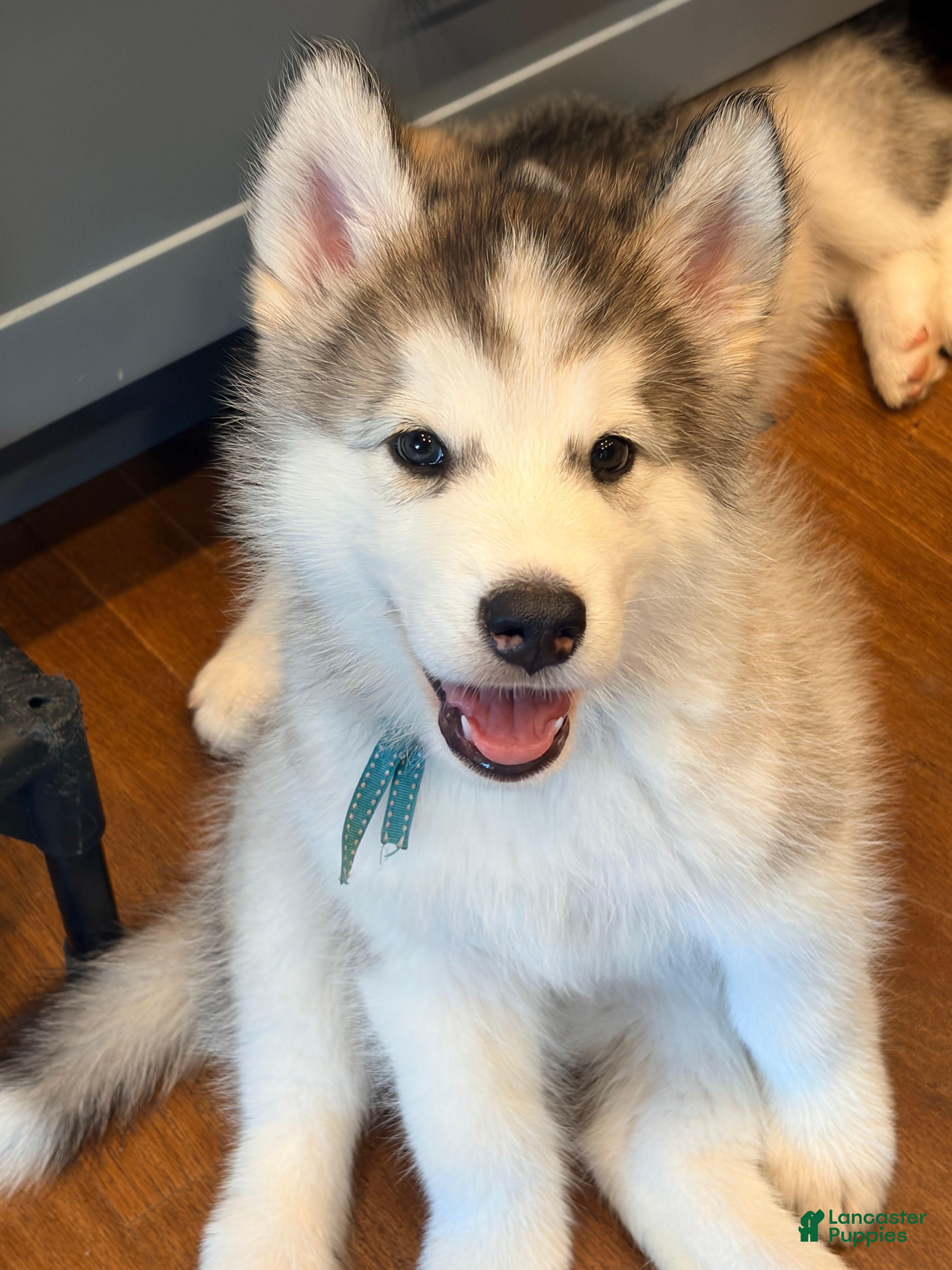 Mixed Breed dogs Mr Blue - Ad 37