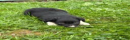 Border Collie dogs for sale: Kay Border Collie  - Ad 2