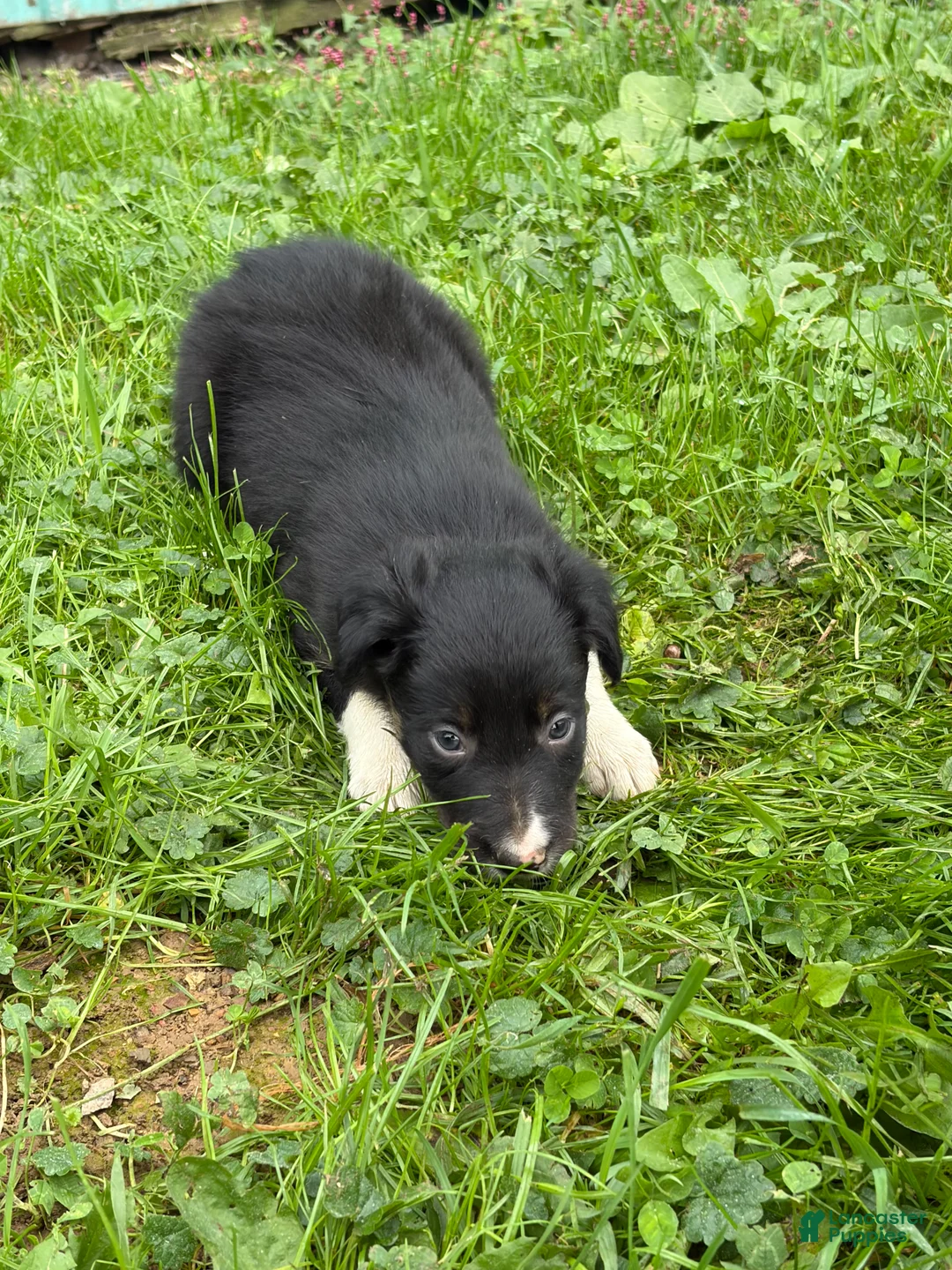 Border Collie dogs for sale: Kay Border Collie  - Ad 2