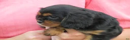 Cavalier King Charles Spaniel dogs for sale: Midnight - Ad 6