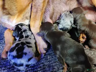 Miniature Pinscher dogs Payroll - HPA registerable - Ad 7