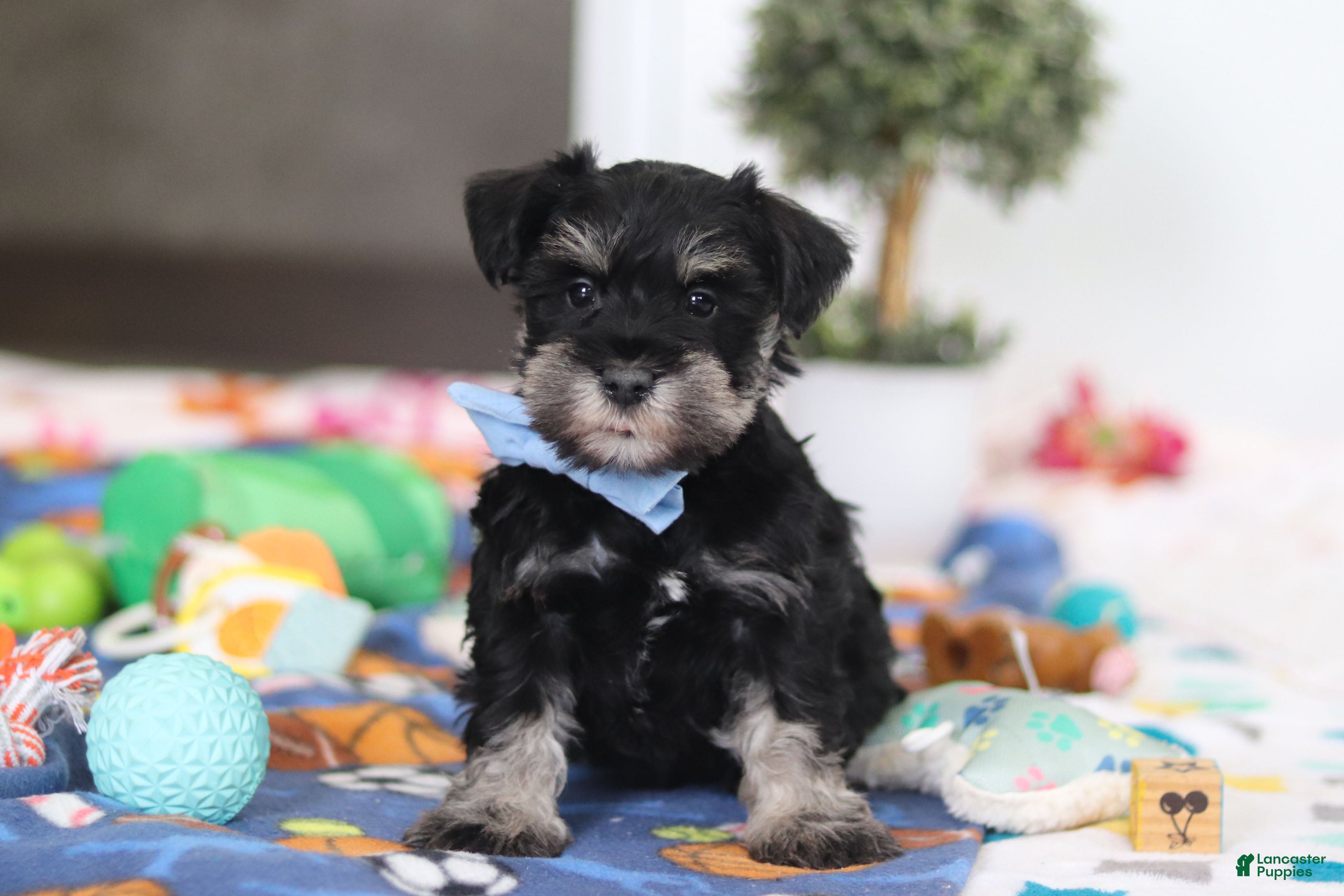 Miniature Schnauzer dogs Dylan - Ad 1