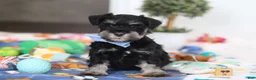 Miniature Schnauzer dogs for sale: Dylan - Ad 1