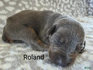 Doberman Pinscher dogs Doberman Pinscher Puppy 3 - Ad 15