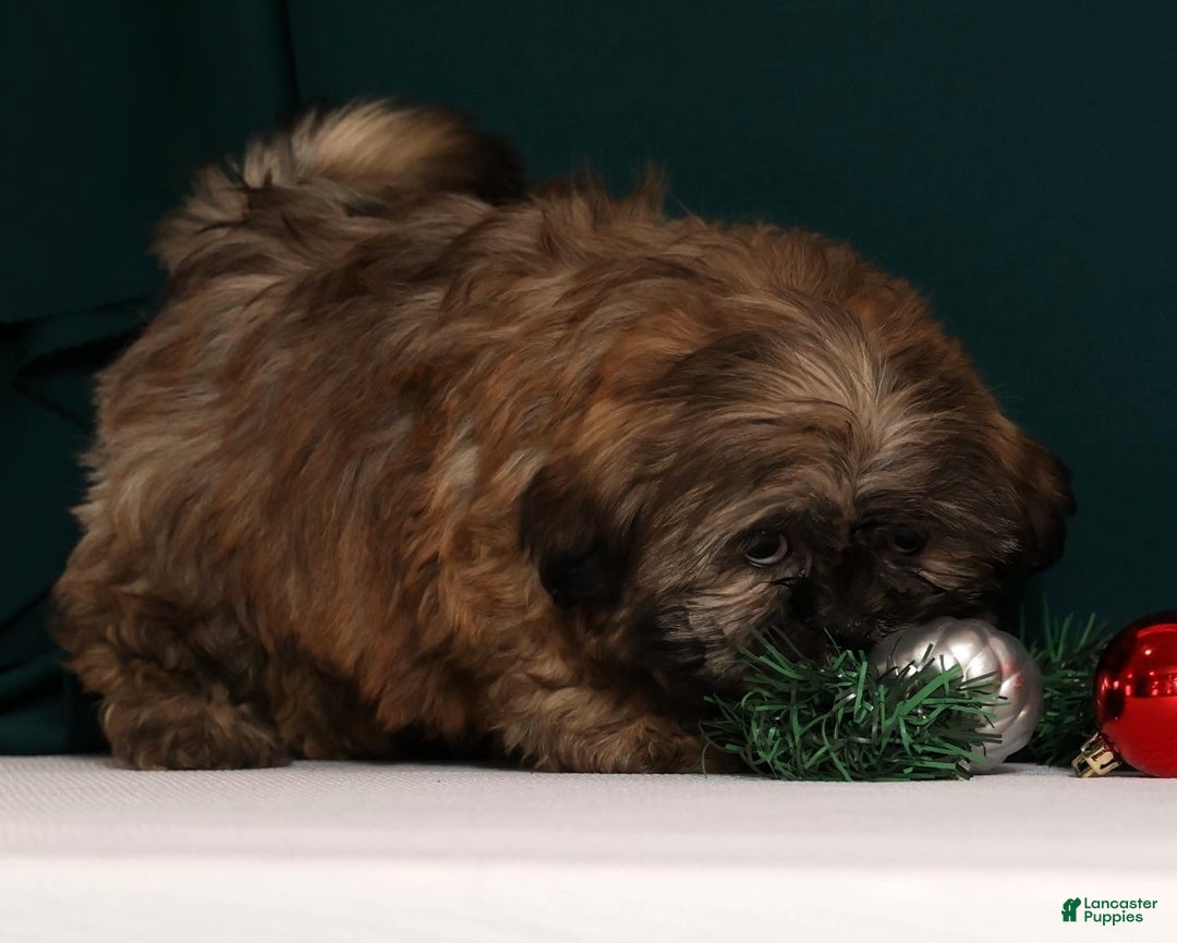 Teddy Bear dogs for sale: Crystal - Ad 3