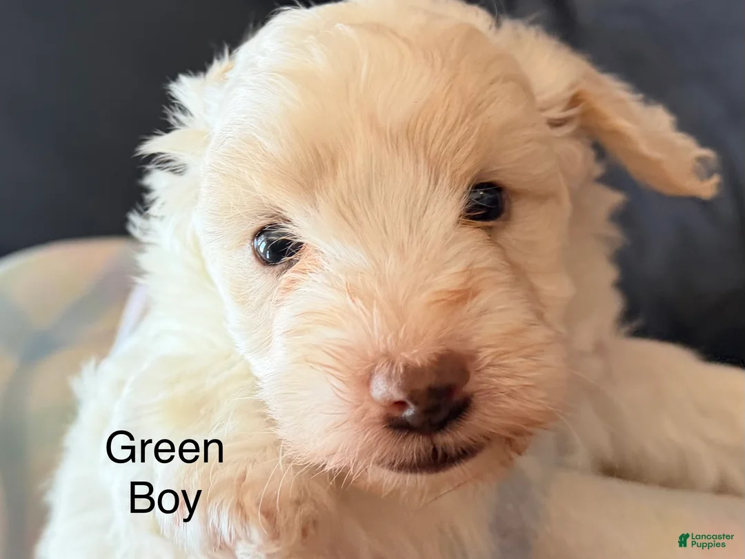 Cockapoo dogs for sale: Green Boy - Ad 1