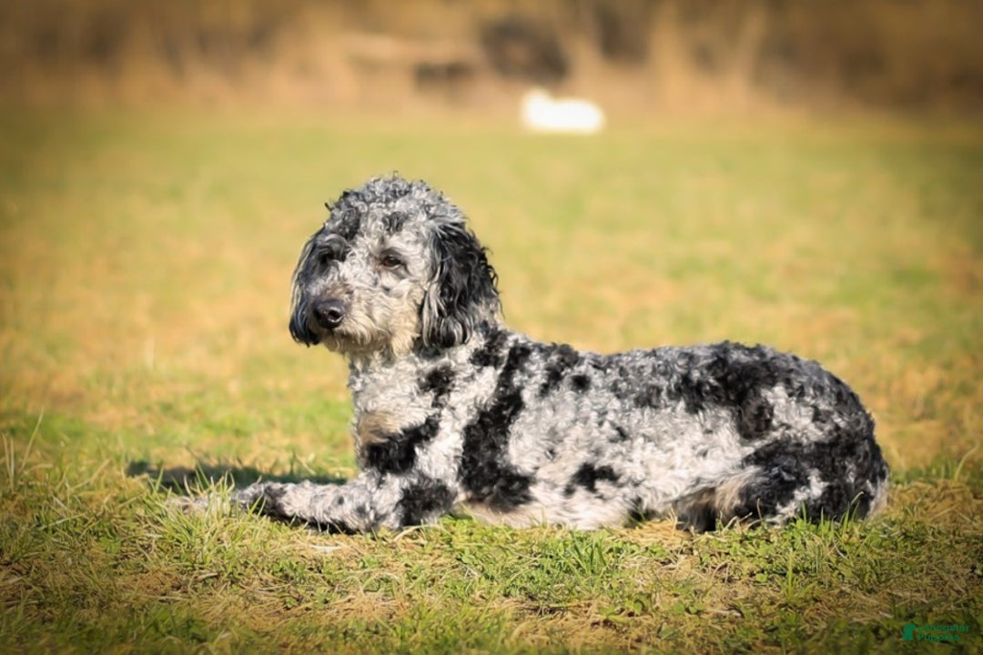 Bichpoo dogs for sale: Joy - Ad 8