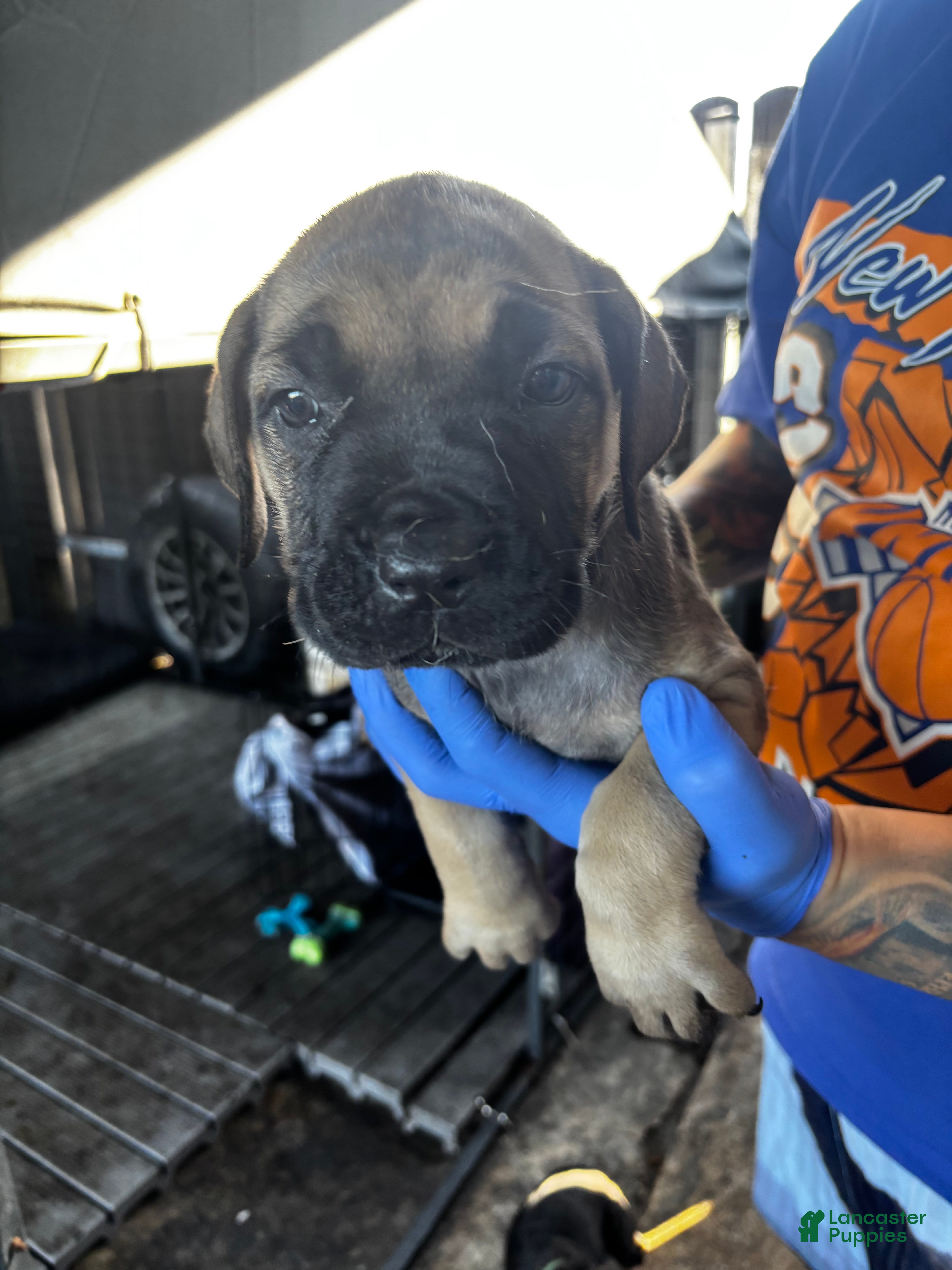 Cane Corso dogs Cane Corso Puppy 4 - Ad 8