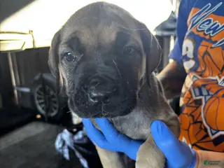 Cane Corso dogs Cane Corso Puppy 4 - Ad 7
