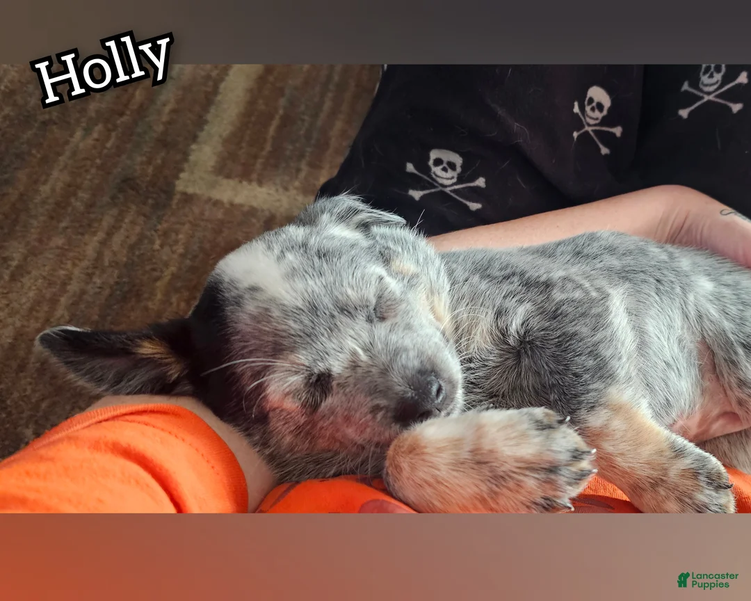 Mixed Breed dogs for sale: Mixed Breed Puppy 7 - Ad 5