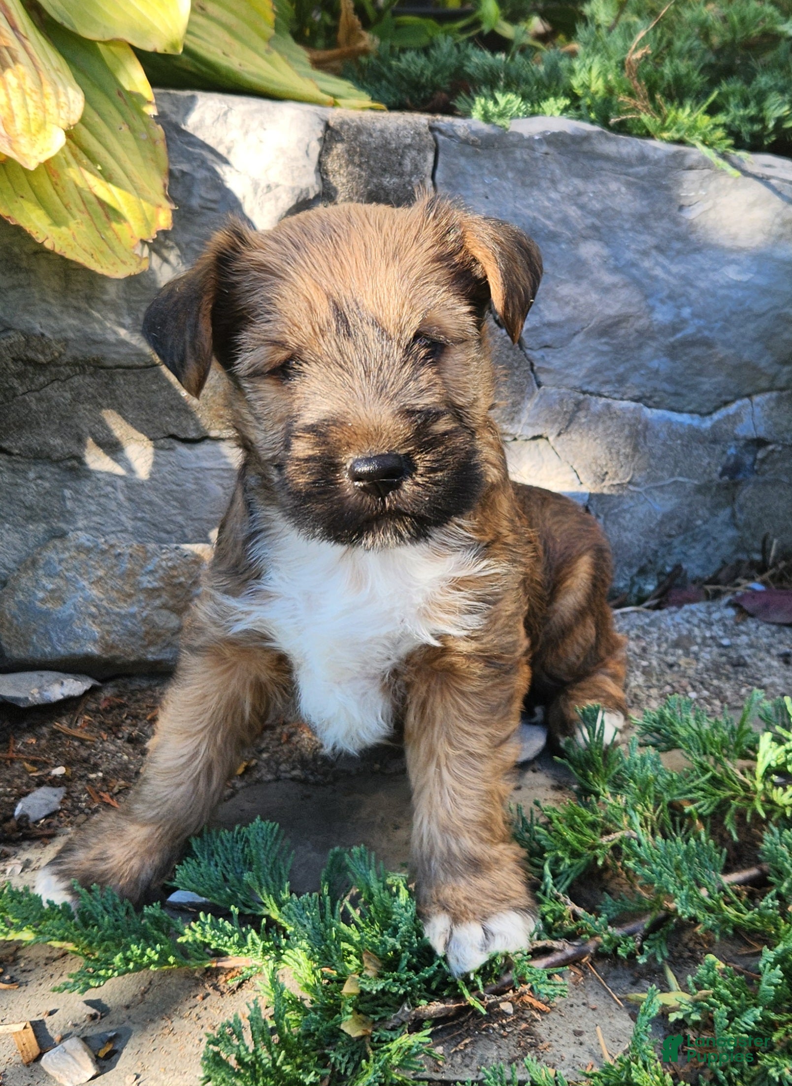 Mixed Breed dogs for sale: Buddy - Ad 1