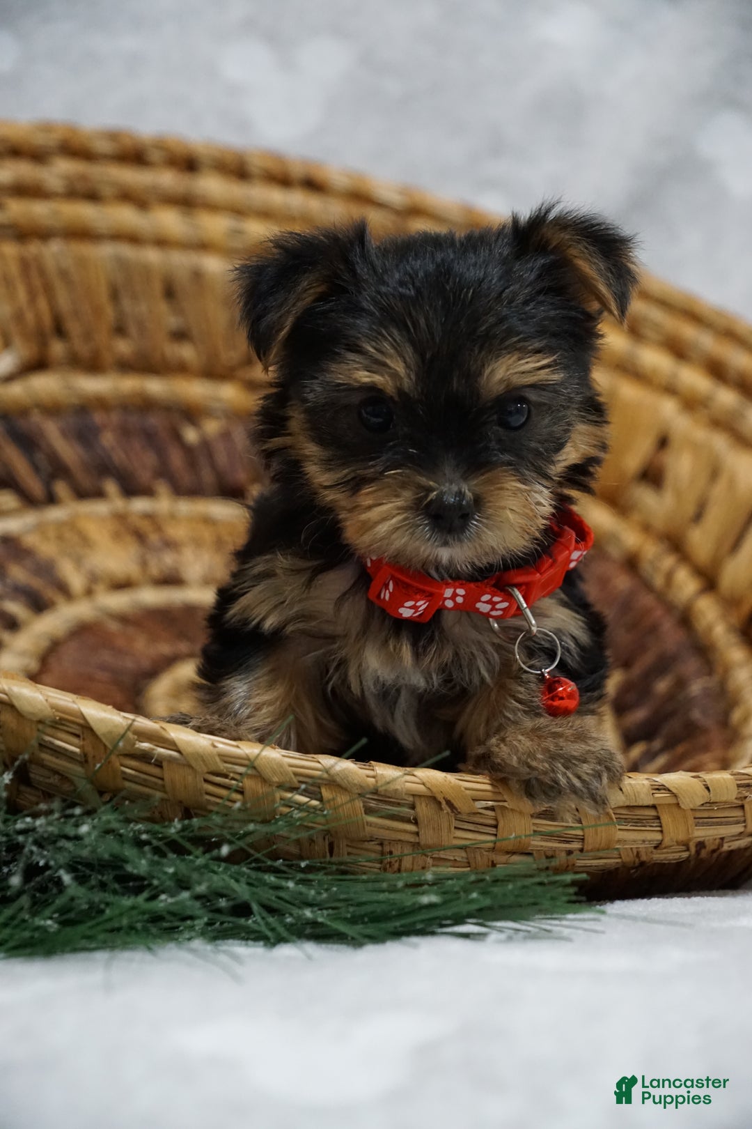 Yorkshire Terrier dogs for sale: Dahlia - Ad 4
