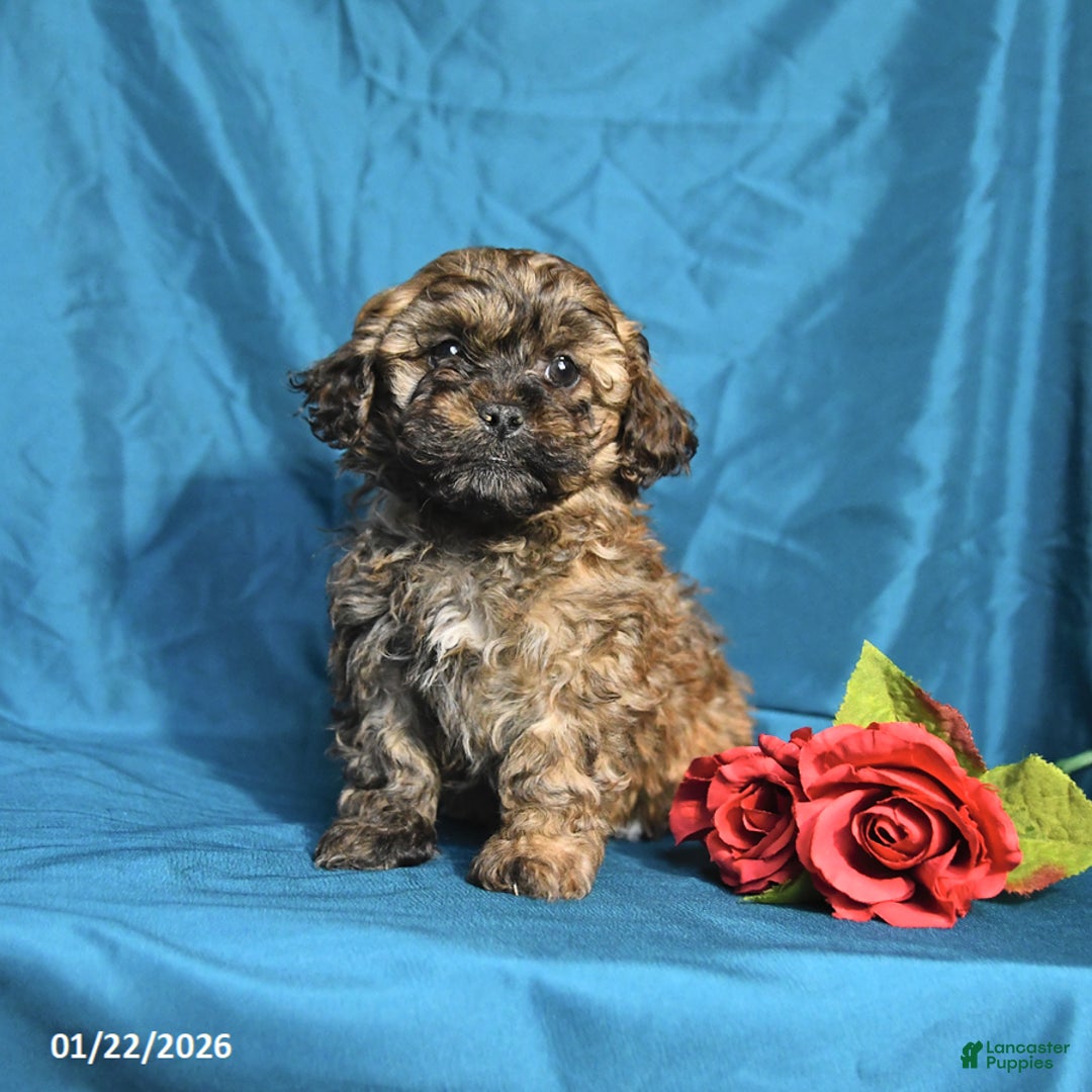Shihpoo dogs for sale: Buddy - Ad 2