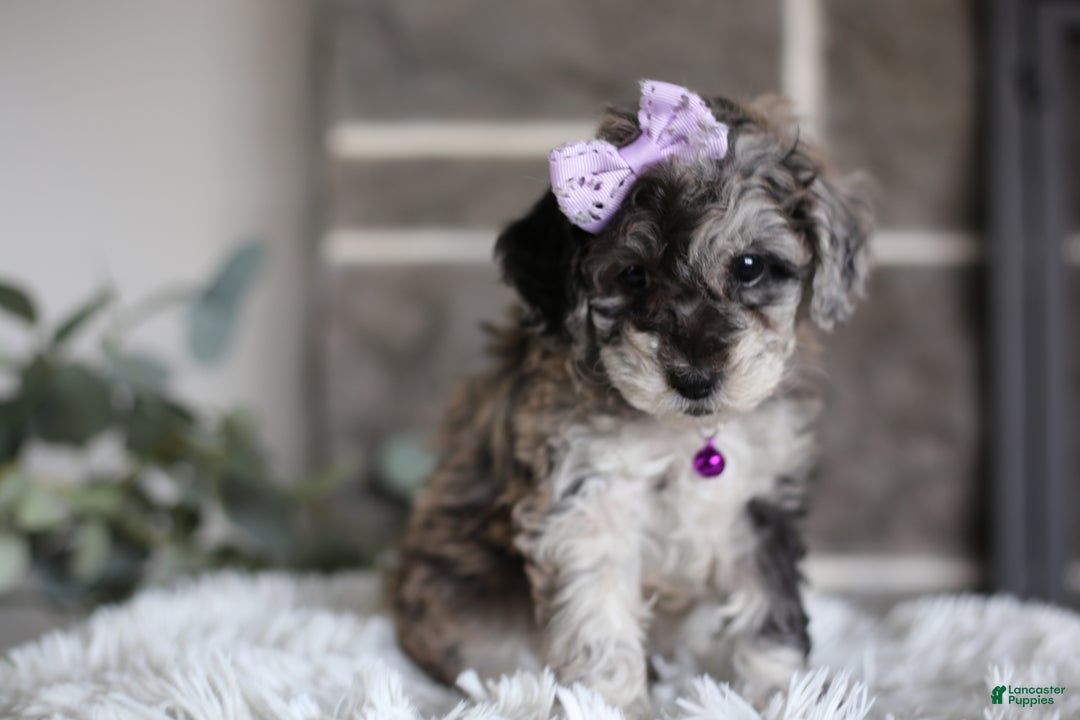 Miniature Poodle dogs for sale: Evie - Ad 13